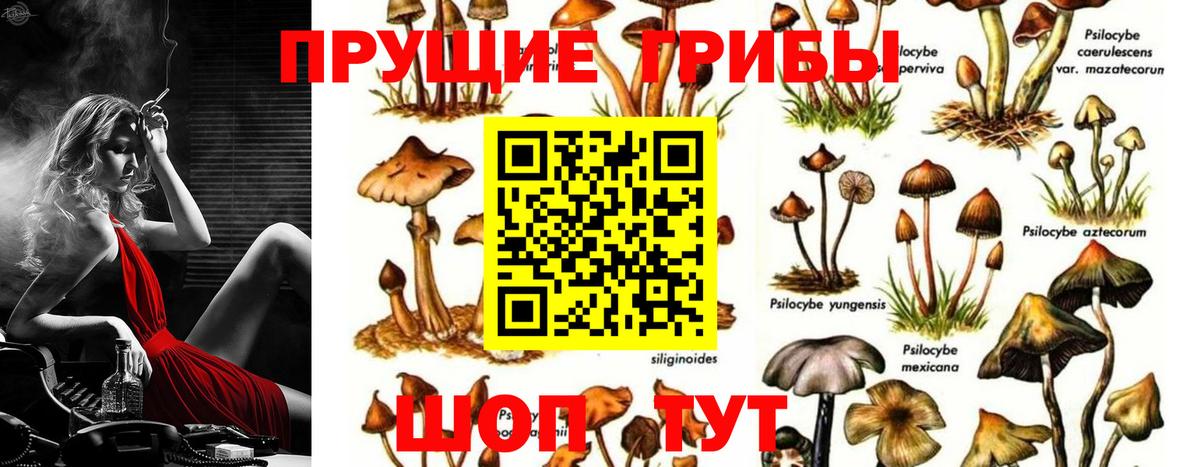 Псилоцибиновые грибы Psilocybe Самара